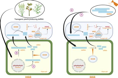 Frontiers | Concepts and considerations for enhancing RNAi efficiency in phytopathogenic fungi ...