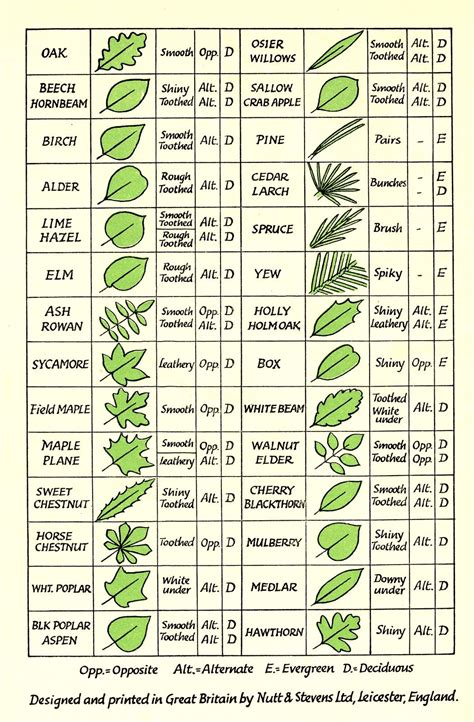 Leaf Identification | Tree leaf identification, Leaf identification ...