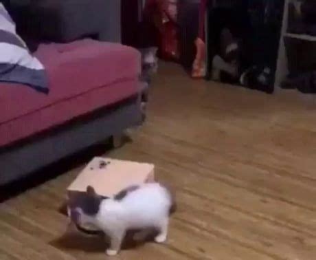 He pulled a bamboozle! - Animals | Funny gif, Cat and dog memes, Funny ...