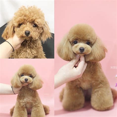 Pin by Tamara Burns on Grooming | Toy poodle haircut, Poodle grooming ...