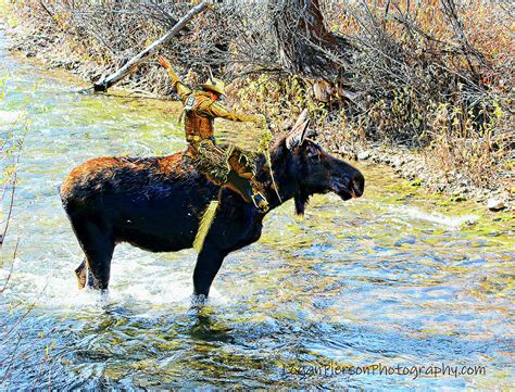 Island Rodeo Moose Riding Digital Art by Logan Pierson - Pixels