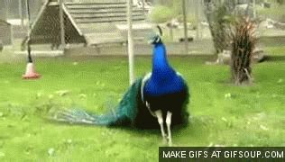 Feathers GIF - Find & Share on GIPHY