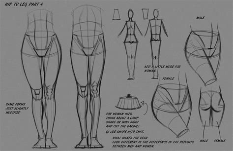 Imgur | Leg anatomy, Anatomy drawing, Anatomy reference