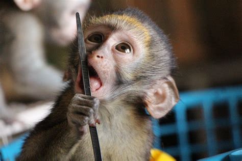 Monkeys welcome back an injured baby who spent 3 weeks being treated