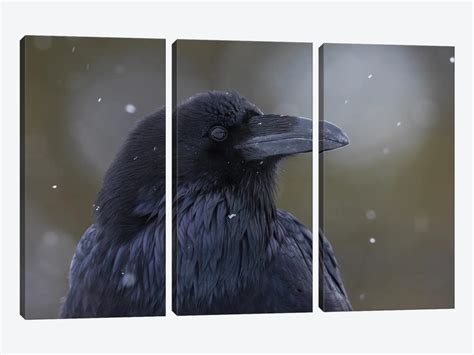 Common Raven, Winter Close-Up Art Print by Ken Archer | iCanvas