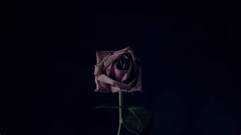 Download 4K Withered Rose Wallpaper | Wallpapers.com