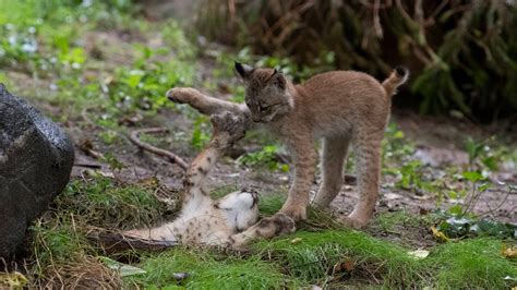 Canada lynx cubs debut at Queens Zoo | FOX 5 New York