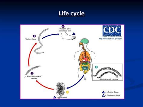 Ancylostoma Duodenale Life Cycle | Porn Sex Picture