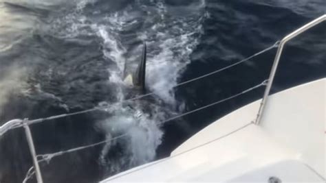 Killer whales attacking boats for fun >> Scuttlebutt Sailing News ...