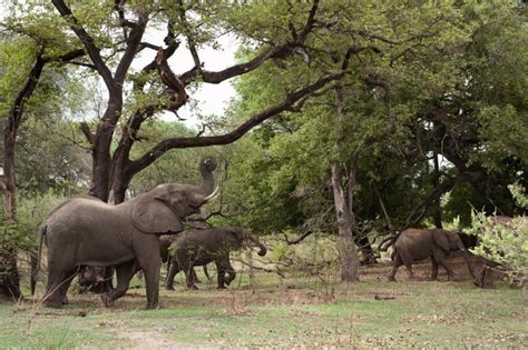 Mosi-oa-Tunya National Park | Southern Africa Development Community | A ...