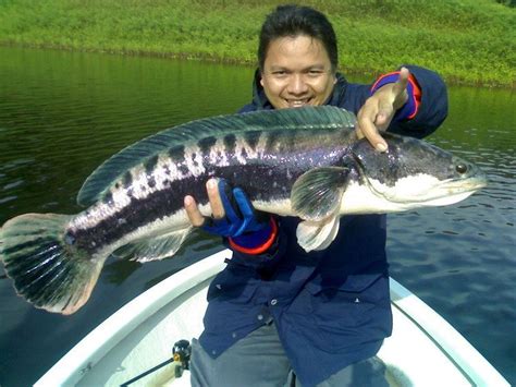 Giant snakehead - Alchetron, The Free Social Encyclopedia