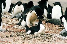 Penguin Point (Seymour Island) - Wikipedia