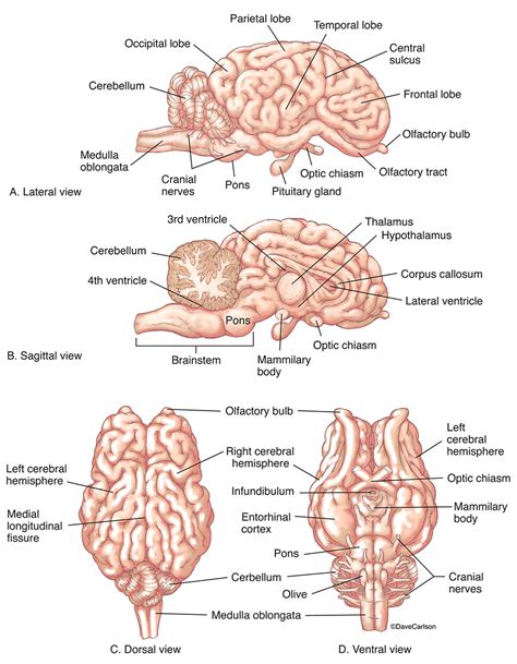 Sheep Brain Sagittal View