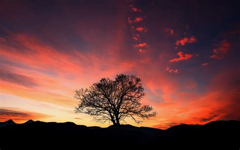 Sunset, Orange Sky, Tree, Landscape, Wallpaper - Sunset Tree Wallpaper Iphone (#2482994) - HD ...