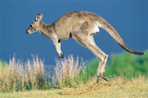 kangaroo, Marsupial Wallpapers HD / Desktop and Mobile Backgrounds