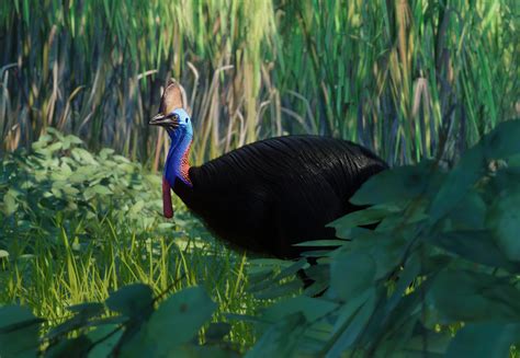 Southern Cassowary - Planet Zoo