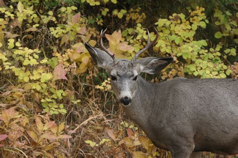 Montana Elk Hunting Trips - Sage Peak Hunting