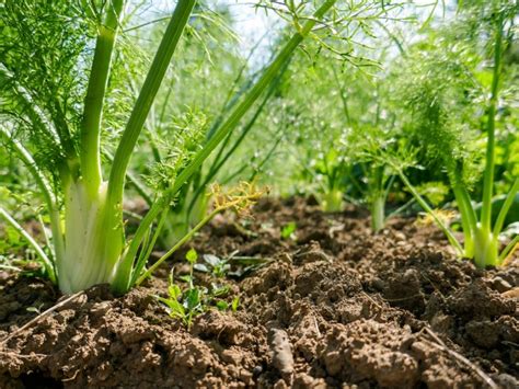 Growing Fennel Herb: Fennel Plants In The Garden