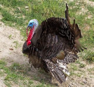 Guide To Turkey Breeds | Blain's Farm & Fleet Blog
