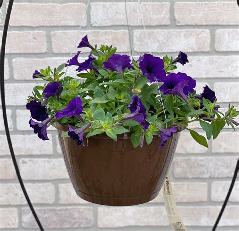 11" Petunia Easy Wave Blue Basket | Milaegers