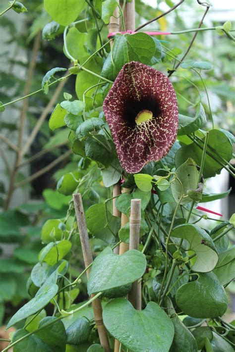 10 Seeds Aristolochia elegans-Calico Flower-Dutchmans Pipe | Etsy