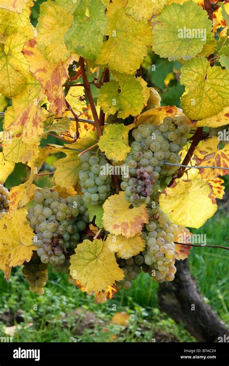 Riesling grapes ready for harvest Stock Photo - Alamy