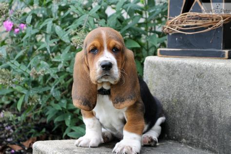 Basset Hound puppy for sale near Lancaster, Pennsylvania. | 6233c5f2-8de1