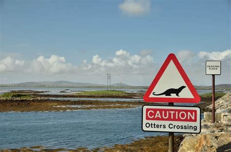 Sea Otter Threats & Dangers (They Need Our Help!) - Floofmania