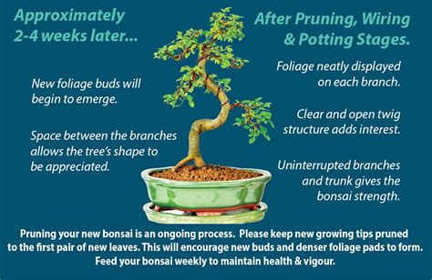 Bonsai tree pruning guide 6 easy steps to prune your bonsai – Artofit