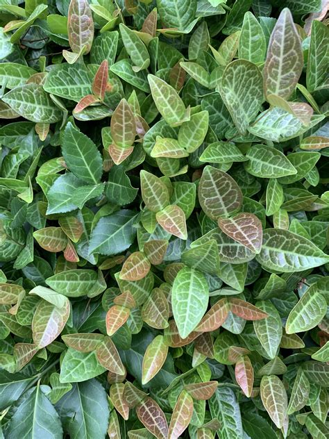 What is this creeping vine growing on my retaining wall? : r/Horticulture