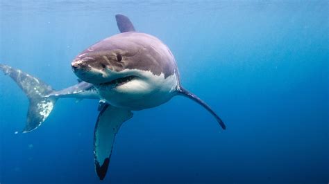 Great White Shark - Museum of Science and Industry