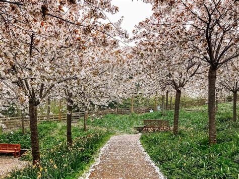 How To See Alnwick Gardens Cherry Blossom - An Essential Guide (2024)!