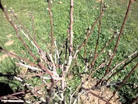 Almond Tree Pruning - YouTube