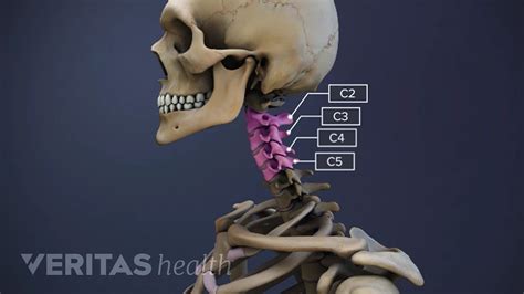 Spine Anatomy C5 C6