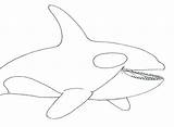 Humpback Whale Coloring Pages At GetColoringscom  Free Printable sketch template