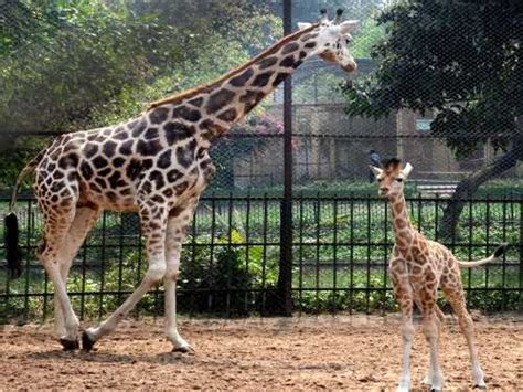 Zoological Garden, Alipore Zoo Kolkata | Timing, Ticket Price 2023