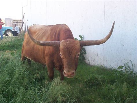 Texas Longhorn Bull Free Photo Download | FreeImages