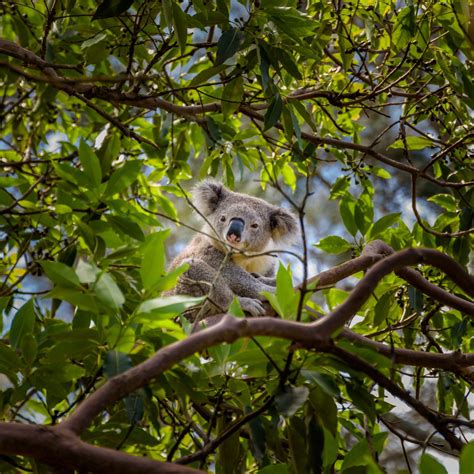 SAVE THE KOALA DAY - September 30, 2023 - National Today