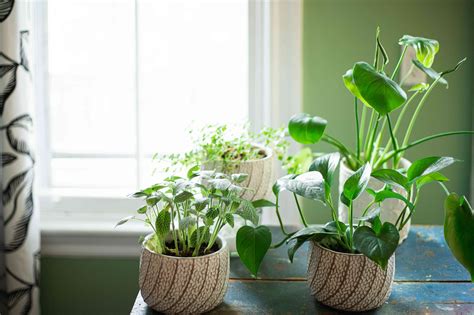 House Plants that Don't Need Sun