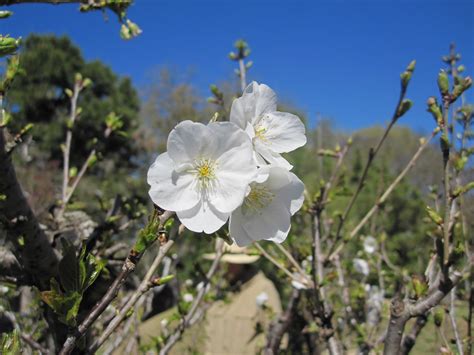 Cherry blossoms in the Japanese garden | Kumamoto En | Inga Munsinger Cotton | Flickr