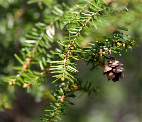 Hemlock Woolly Adelgid – Invasive Species Centre