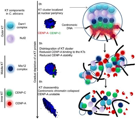 The dynamics of kinetochore assembly/disassembly in C. albicans .... | Download Scientific Diagram