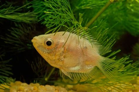 Kissing Gourami: Feeding, Tank Mates, Breeding, and More!