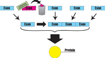 Exon Skipping: Gene Therapy With a Difference (NY...