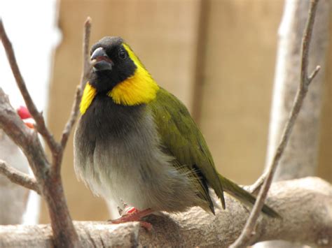 Cuban Finch - Tiaris canora - Gallery - New Zealand Finch Breeders ...