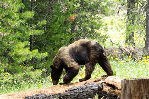 Yosemite Black Bears Are Not Always Black | White Wolf Private Tours