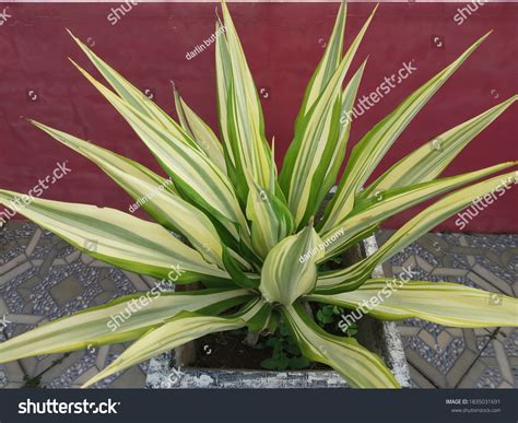 239 Furcraea Foetida Images, Stock Photos & Vectors | Shutterstock