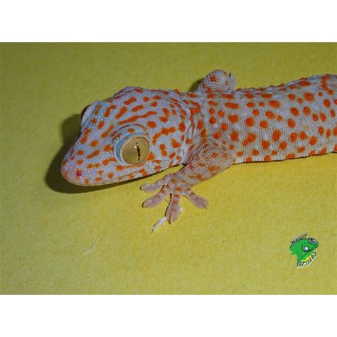 Albino Crested Gecko