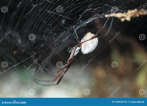 Australian Golden Orb Weaver Stock Photo - Image of arachnid, weaver ...