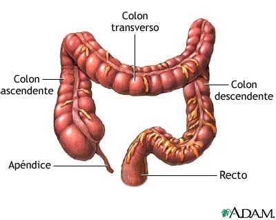 biología y mas : enfermedades del intestino grueso